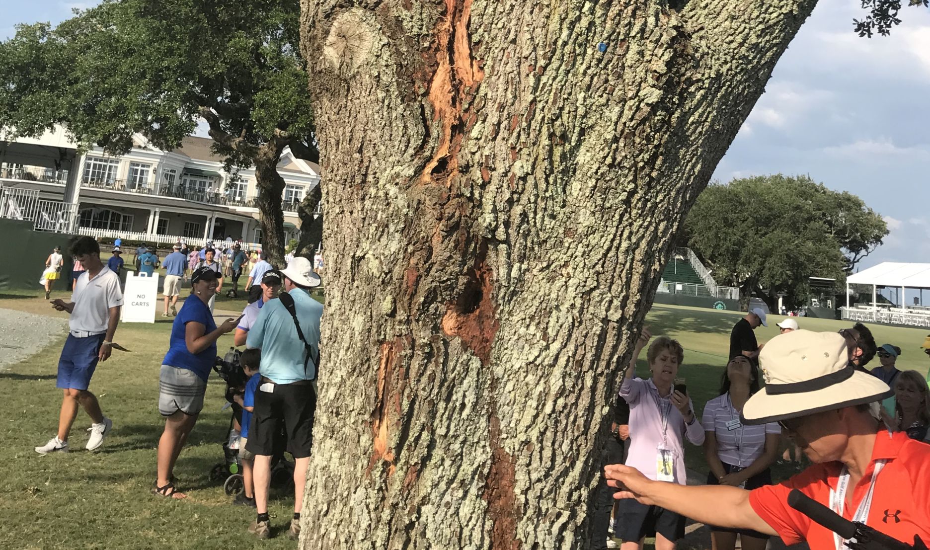 country club of charleston tree (copy)